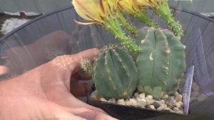 Moje kaktusy #17 ECHINOCEREUS SUBINERMIS