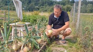 Лук Эксибишен  Секрет выращивания