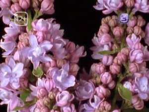 ТВ-3. Что лучше слов расскажет о любимом человеке? Параллельный мир, 10:00