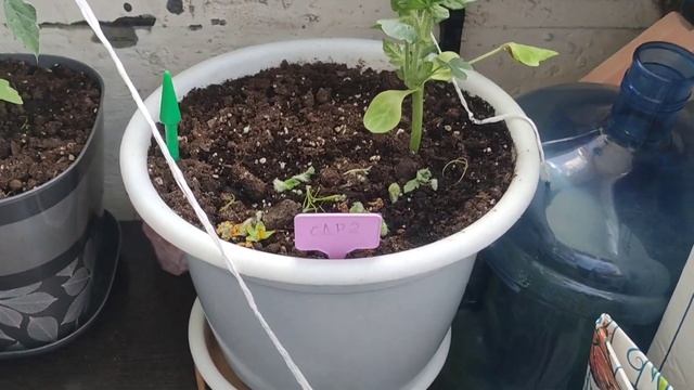 Как вырастить арбуз на балконе. Опыление арбуза. Уход и подкормка арбузов и дынь на балконе. смотреть онлайн