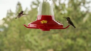 Колибри. Самая маленькая и удивительная птичка.