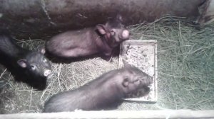 Вьетнамские вислобрюхие свиньи 3-4 месяца