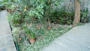 TAMARAW BEACH RESORT IN PUERTO GALERA PLANT TOUR! PLANTITA DIN SILA!!😱🥰