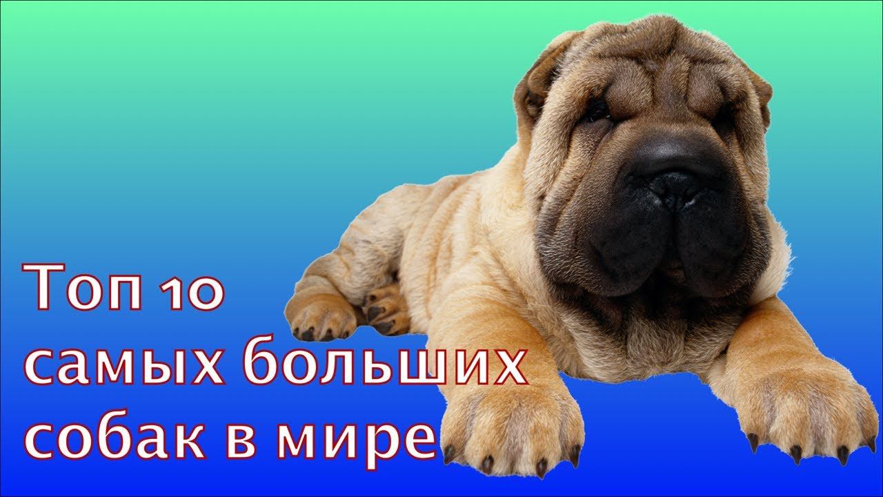 Топ 10 самых больших собак в мире