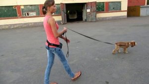 Как отучить собаку тянуть поводок? Спаниель Гриня поведение ПОСЛЕ