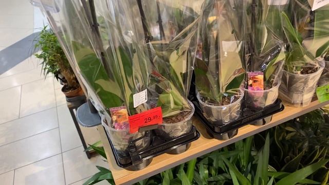 Нашла ПОПУГАЯ! Орхидеи фаленопсисы в ТЦ Евроопт ? Завоз орхидей фаленопсисов, каскадные и биглипы смотреть онлайн