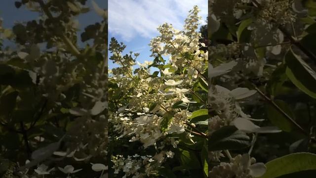 Гортензия метельчатая Киушу (Hydrangea paniculata Kyushu)