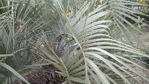 ПАЛЬМЫ ДЛЯ ОТКРЫТОГО ГРУНТА-БУТИЯ (Butia)