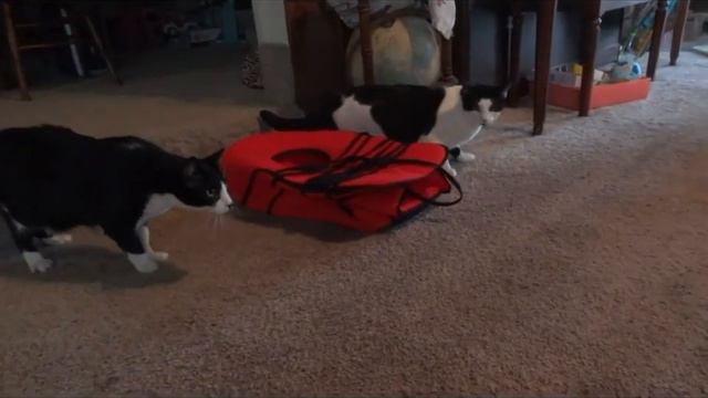 группа котэ испугались чучела смотреть онлайн