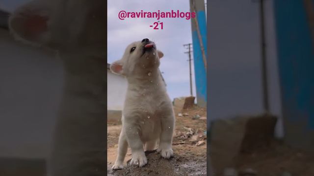 @RaviRanjanvlogs21 #shortvideo #trending #viralvideo #love