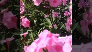 Флокс метельчатый Народный (Phlox paniculata Narodnyi)