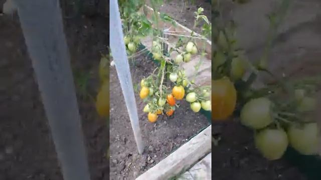 Гаврош томат скороспелый смотреть онлайн