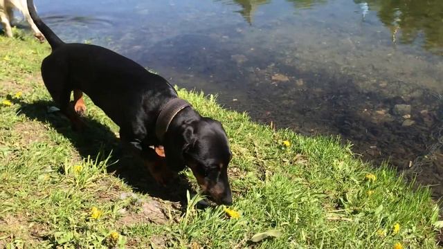 How a Ms.Alya Golden retriever and a turtle are friends. Аля и черепаха друзья смотреть онлайн
