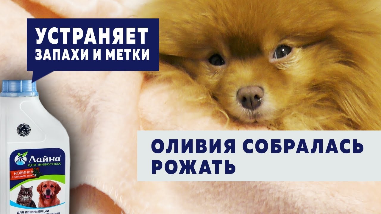 Коробка для родов пригодилась. Средство от запаха и меток. Шпицбуль Бэлла и щенки. Ждем родов собаки