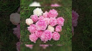 Пион Пинк гиант, розовый гигант (peony Pink Giant).