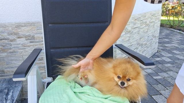 #Уход за шпицем Антей. Стрижка. Часть 2. смотреть онлайн