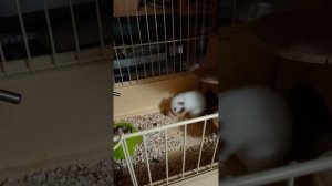 Нужно ли стерилизовать крысу?