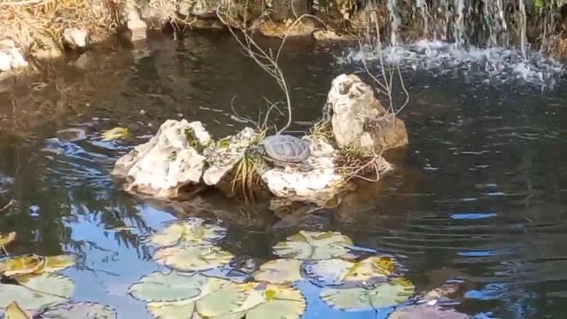 Цветущая сакура в первый день зимы. г. Горячий ключ. 1 декабря 2021. Черепаший пруд. смотреть онлайн