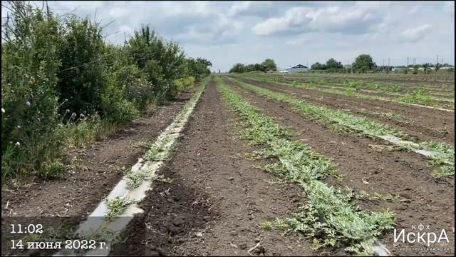 Арбуз Маристо HD 720p смотреть онлайн
