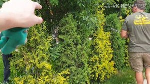 УХОД ЗА ТУЯМИ И МОЖЖЕВЕЛЬНИКАМИ. ЖИВАЯ ИЗГОРОДЬ ИЗ ТУИ БРАБАНТ, СМАРАГД, КОЛОМНА. СТРИЖКА ТУИ
