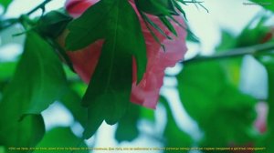 Самая красивая мелодия на свете! Эту музыку можно слушать вечно! красивая музыка Сергей Грищук #16