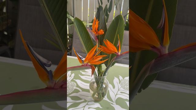 Birds of Paradise flowers # short #beautiful