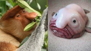 Смешные животные / Приколы с животными до слез 2021