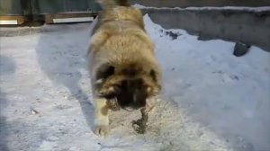 Кавказская овчарка