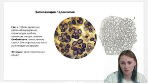 Основные ткани растений | Биология ЕГЭ