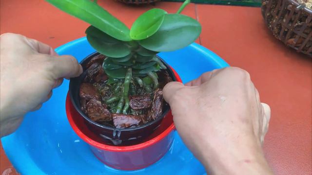 Natural Charm: The Magical Secret to Year-round Orchid Blooms with Just One Bottle a Month! смотреть онлайн