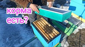 Проверка пчёл в шестирамочниках на наличие кормов. Пчеловодство!