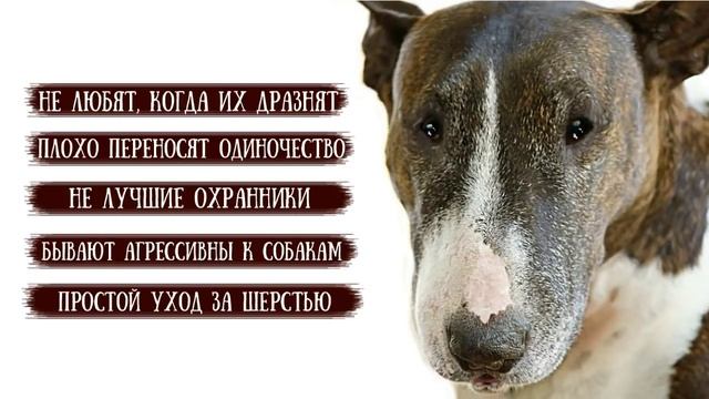 Бультерьер - породы собак.