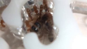 /Первое Видео/. Camponotus Pseudoiritans. Мои впечатления и обзор вида