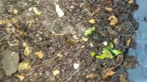 МИРАБИЛИС (НОЧНАЯ КРАСАВИЦА ) может быть двухлетний если сохранить зимой