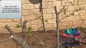 Как обрезать японскую иву - Саликс интегра Hakuro Nishiki