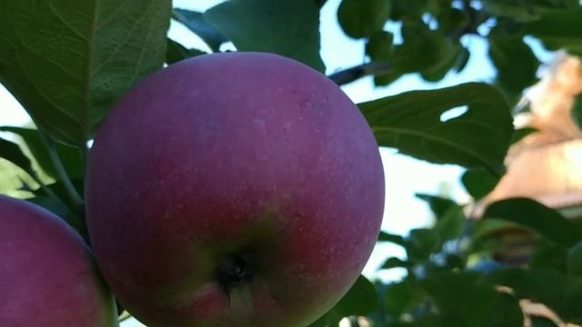 ЯБЛОЧНЫЙ СПАС смотреть онлайн