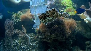 Акреихт. Морской аквариум.