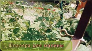 ШПАЛЕРА ДЛЯ МАЛИНЫ. КАК ПОДВЯЗАТЬ?