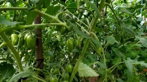 Томаты от компании Партнер: Пламя, Лирика, Любаша, Котя, Малиновое пламя.