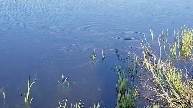 Рыбалка в Астрахани  29.04.2019. нерест рыбы .
