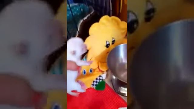 Взвешивание щенков чихуахуа 5 дней