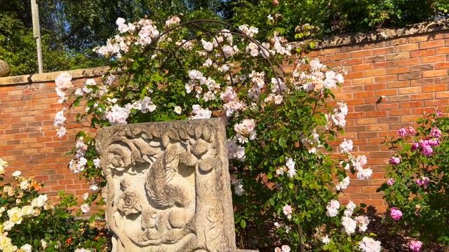 Розы в саду 2022. Питомник Дэвида Остина.Английские розы Остина. Обзор роз. КОНКУРС! смотреть онлайн