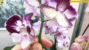 СЛОМАЛ цветонос на орхидее  Что с ним делать?