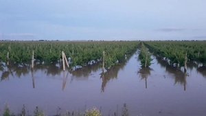После проливных дождей, затопило виноградники в Крыму. Озёра на виноградниках...