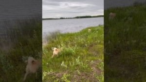 Июль на севере