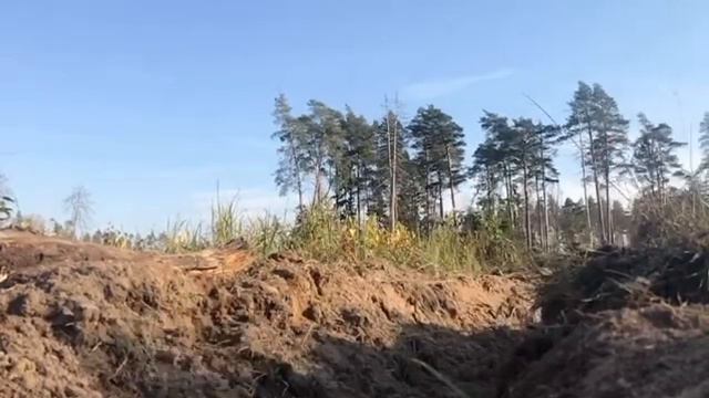 Минибультерьер грациозные собаки или нет? funny dog