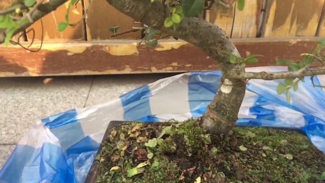 Комнатные растения / Подскажите названия / Мои новички / Бонсай смотреть онлайн