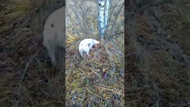 Охота на фазана зимой. Домик в Подмосковье смотреть онлайн