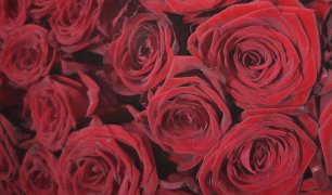 Страстная роза Ред Наоми (Red Naomi). Идеальная красная роза Ред Наоми с бархатистым оттенком