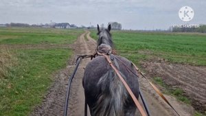 Запрягли Розу в бричку!Процес адаптації коня в нових умовах.
